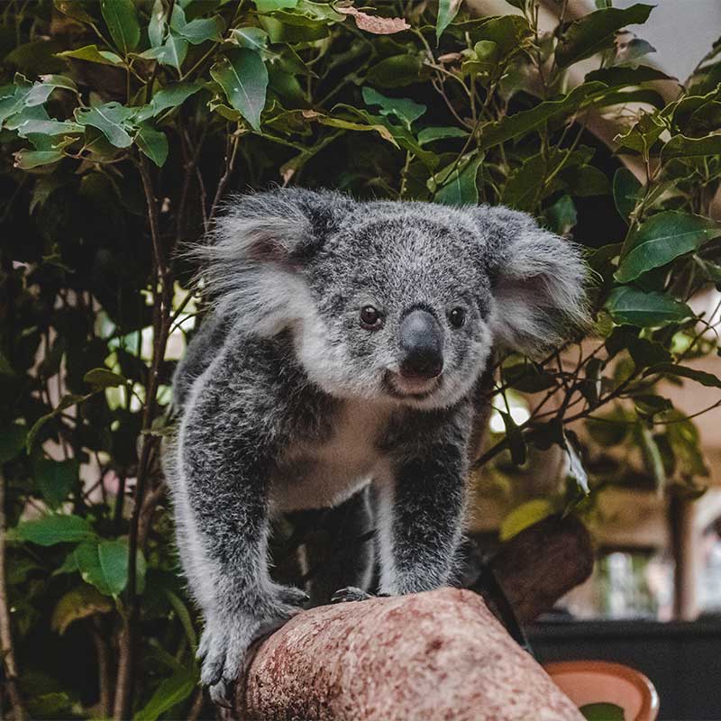 koala joey rainforestation nature park